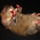 Illustration for article titled Interview: Minnesota Association Of Rogue Taxidermists